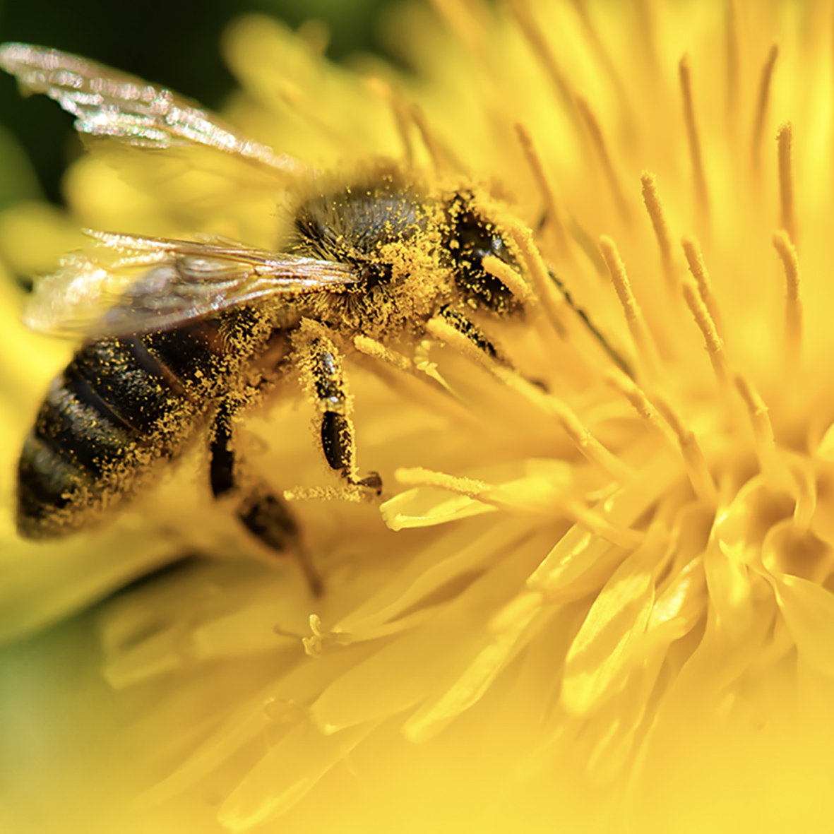 Apis Mellifera